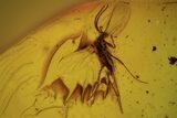 Five Detailed Fossil Flies (Sciaridae) In Baltic Amber #105445-4